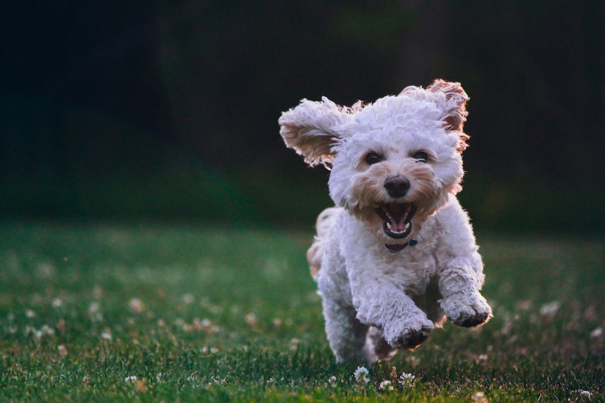 Como a terapia de acupuntura pode beneficiar os seus pets